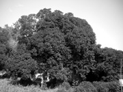 Arbre__en_Kibboutz_1Israel_.jpg