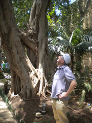 Arbre_a_Tel_Avis_5.jpg