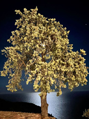 Arbre_pres_de_la_mer.jpg