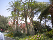 Arbres_en_Kibbutz_3.jpg