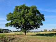 Chene-Keispelt.jpg
