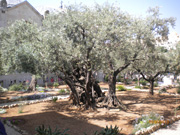 JERUSALEM_(79).jpg