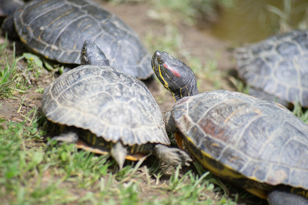 menu-01 A group of red-eared slider turtles basking on grass with shells visible, enjoying daylight.